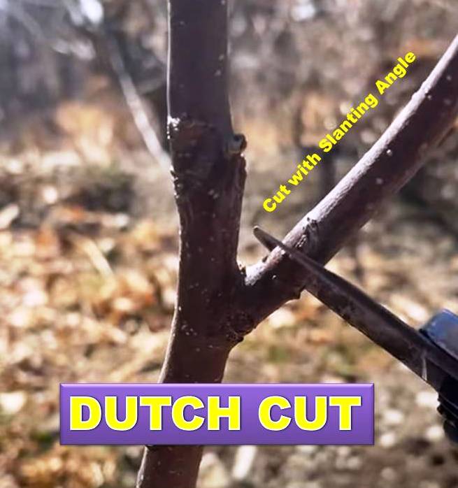 Dutch Cut : Apple Training and Pruning