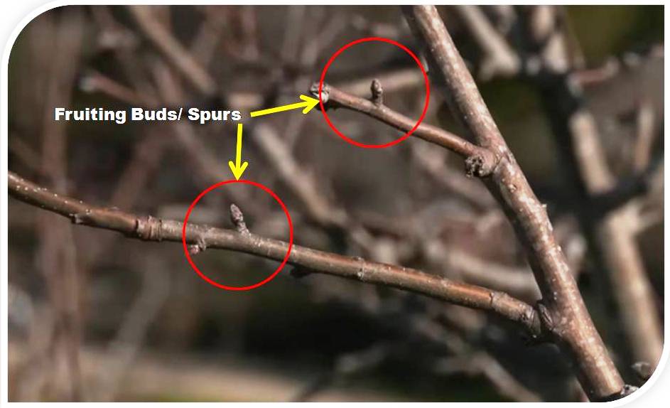 Fruiting Buds, Bima in Apple