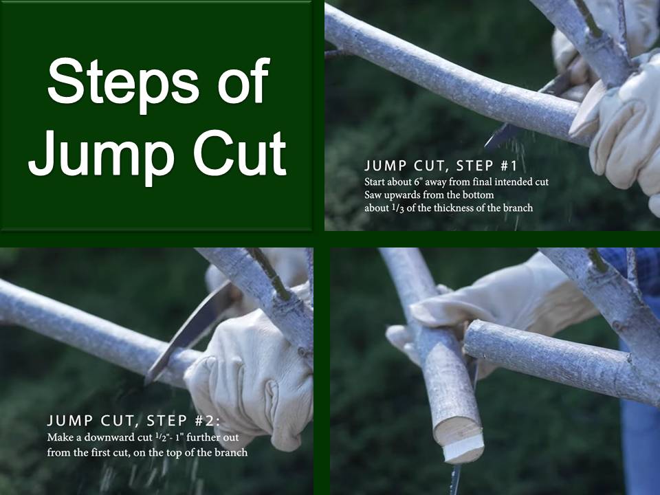 Jump Cut : Apple Training and Pruning