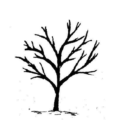 Modified Central Leader System in Apple