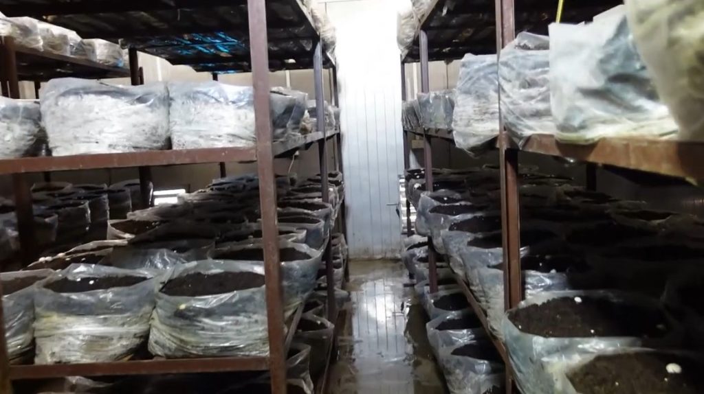 Mushroom cropping room