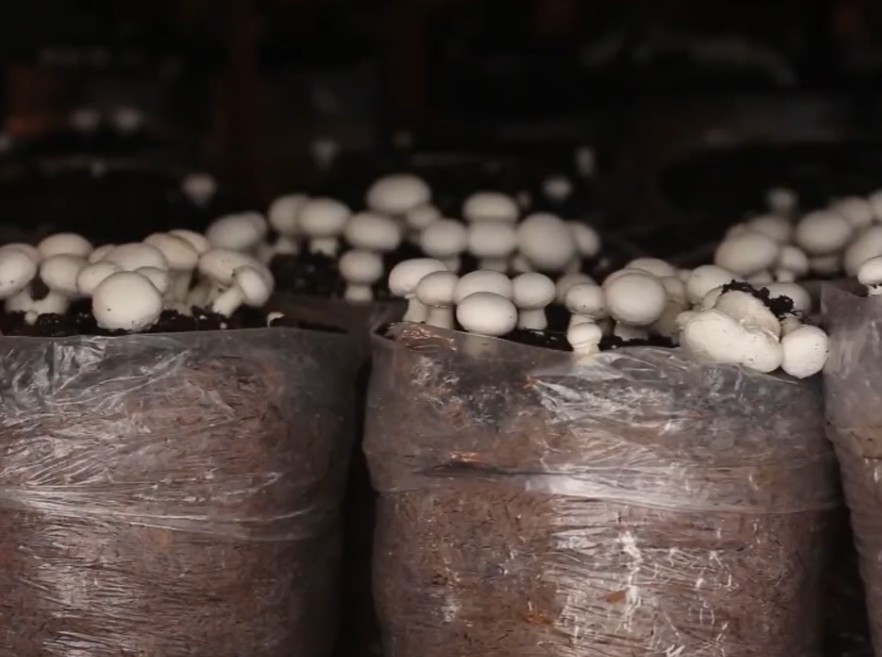 White Button Mushrooms