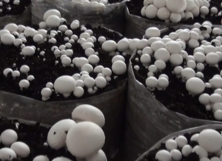Growing White Button Mushrooms: A Beginner's Guide to Small-Scale Success