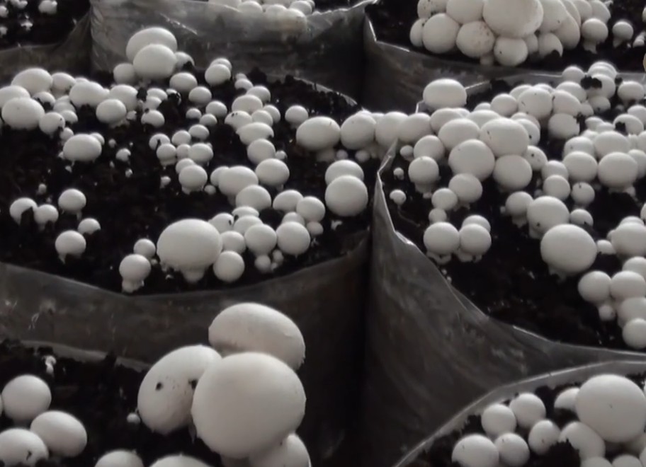 Growing White Button Mushrooms: A Beginner's Guide to Small-Scale Success