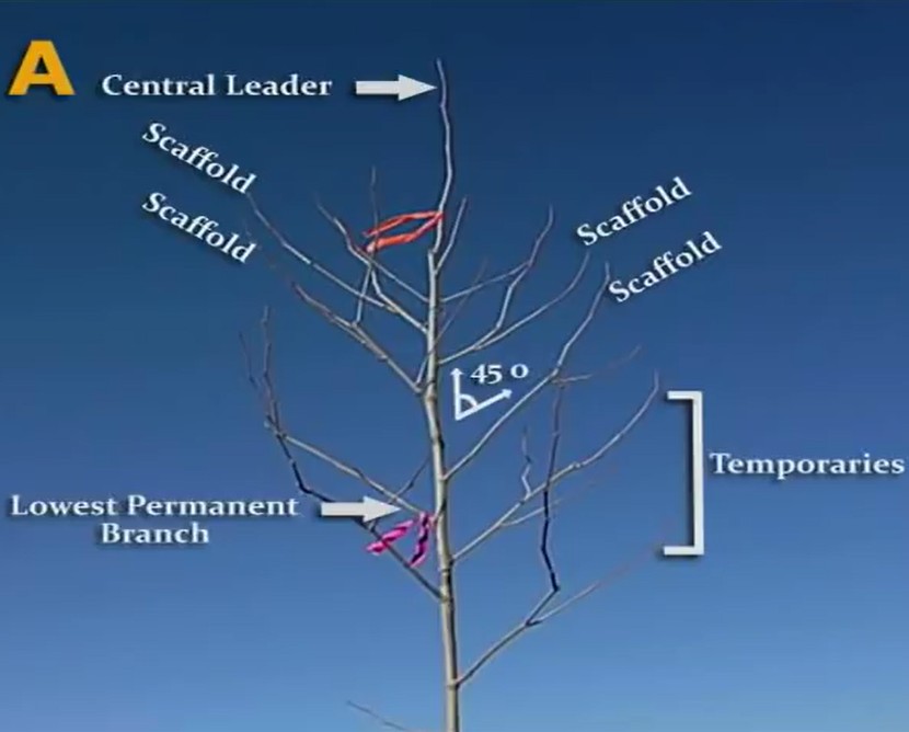 Scaffold Branches during training and pruning