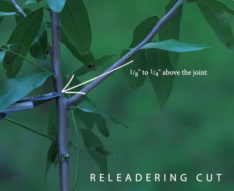 Releadering Cut : Apple Training and Pruning