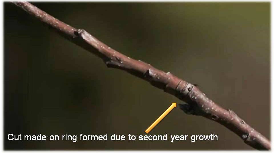 Ring Cut : Apple Training and Pruning
