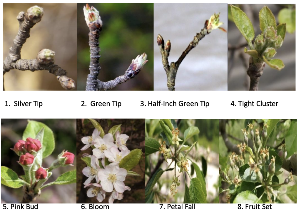 Spray Schedule for Apple in Himachal Pradesh