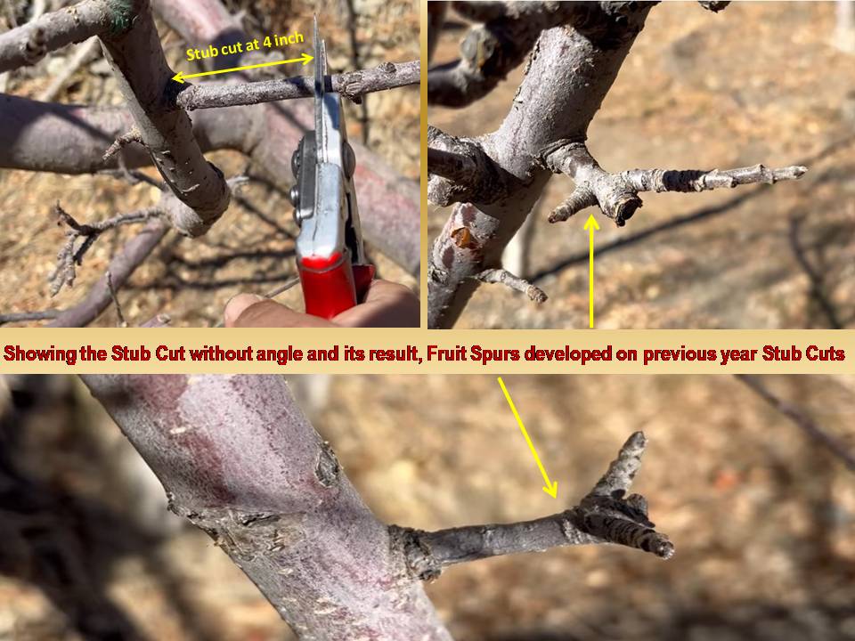 Stub Cut : Apple Training and Pruning