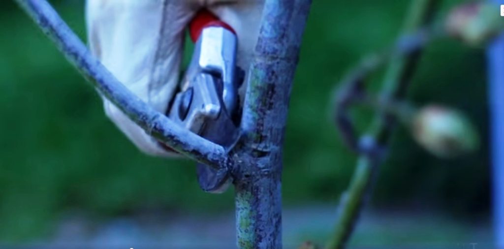 Thinning cut / Collar cut : Apple Training and Pruning