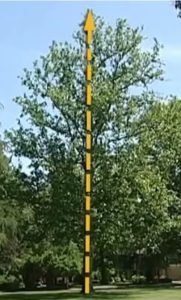 Up Right Tree