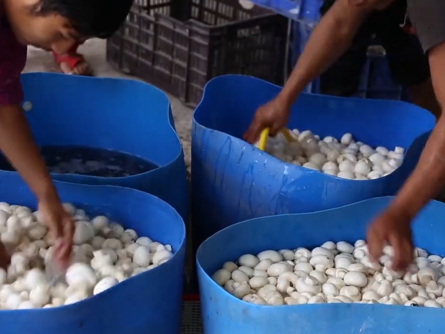 Washing of Mushrooms before packing