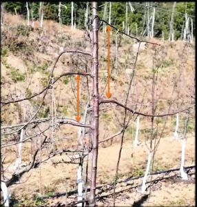 Well Spaced Scaffold Branch during training and pruning