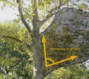 Well Spaced Scaffold Branch during training and pruning